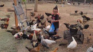 hmong american's Chicken Farm/tu qaib coob kawg