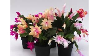 Schlumbergera: How to Care for a Christmas Tree to Make It Bloom?