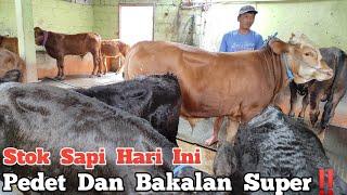 Stok Sapi Hari Ini Bakalan Dan Pedet Super ‼️ Di Agen Sapi Cak Sutris Wonokerto Kec Bantur