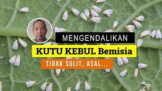 Bagaimana mengendalikan Bemisia tabaci secara efisien & efektif?