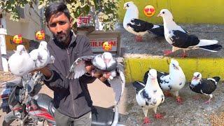 Kabootar Ka Joda Liya Or Bacha Bhi  | Black And White Pigeon |