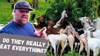 Why Do Goats Eat Everything?