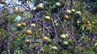 Bael tree or Aegle marmelos laden with ripe fruit or Wood Apple