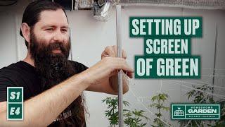 S1|E4 How To SCROG, Installing our Screen Of Green Trellis | Homegrown Cannabis Co. Garden