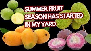 Mango Season as Started. My Yard of Fruit Trees update June 2024