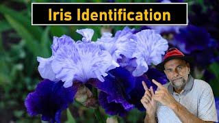 What Type of Iris Do You Have?