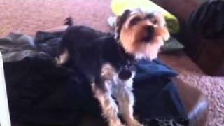 Morkie barking and growling