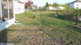 Bella Chocolate Lab Pup Plays Fetch @ Pawzitive FX Pet Sitting, Winter Haven FL