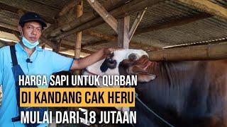 HARGA SAPI QURBAN 2021 | MURAH-MURAH @AGROTV9