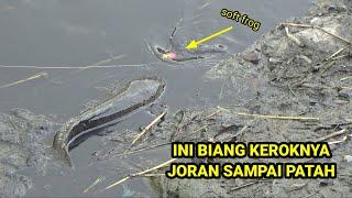 Mancing Ikan Gabus Besar Di Air Dangkal Sambaran Bertubi Tubi Sampai Joran Patah