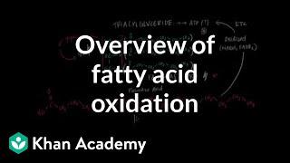 Overview of Fatty Acid Oxidation