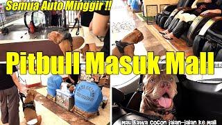 Pengunjung Auto Minggir ! Anjing Pitbull Jalan Jalan Ke Mall Bandung |HEWIE PITBULL #hewiepitbull