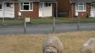 Rossett village sheep in Wales near Chester, Pulford