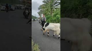 Kambing Pe ras etawa Kaligesing