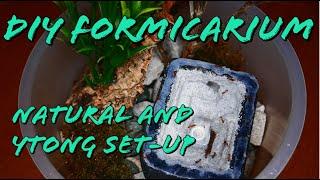 DIY Formicarium Ytong and Natural Set-up