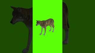 jackal  green screen video