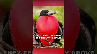 Frigate Bird Bizarre Mating Ritual