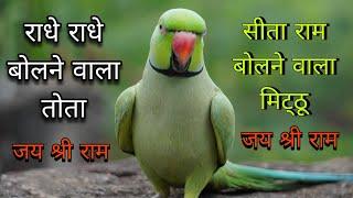 Parrot talking radhe radheparrot talking sita ram parrot talking jay shree ramराधे राधेसीता-राम