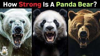 How Strong is a Panda Bear Compared to Other Bears