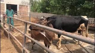 bull breeding and cow farmer