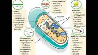 Mechanism of antibiotic action | Bactericidal and Bacteriostatic |  Pharmacology / in english