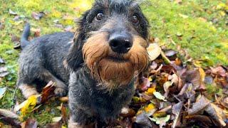 Dachshund Teddy believes that rainbows bring good luck   #TeddyTheDachshund