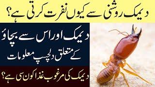 Facts About Termite in Hindi/Urdu || Information About Termites || Demak