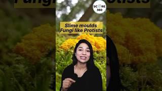 NEET 2024  NCERT Rapid Revision | Slime moulds Kingdom Protista | Biological Classification #neet