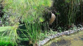 VOCÊ NUNCA VIU ESSA PLANTA?  PAPIRO DO EGITO