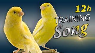 Canary 12h Singing - The Best Training Song