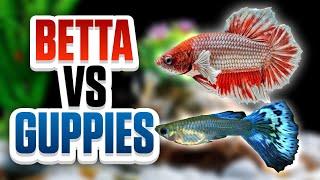 Betta Fish Vs Guppies - Whats The Best Option For Your Aquarium?