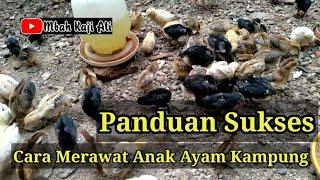 Panduan Cara Sukses Memelihara Anak Ayam Kampung