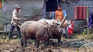 Membajak Sawah Tradisional! membajak sawah pakai kerbau