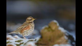 Notes on Nature TV 2: Redwings, bird feeder tips and your wildlife photos