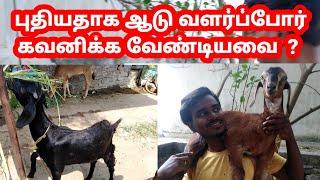 புதியதாக ஆடு வளர்ப்போர் கவனிக்க வேண்டியவை /ஆடு வளர்ப்பு /Tamil Vivasayi /Tirunelveli /Tamilnadu