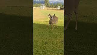 baby deer SUPER CLOSE in backyard #montana #deer #baby