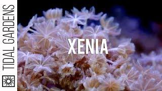 Rare Xenia Corals?