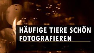 Naturfoto Tutorial - Häufige Tiere schön fotografieren (Makros)