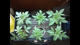 How to transplant a cannabis plant in soil