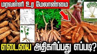 மரவள்ளி கிழங்கு - குச்சி கிழங்கில் அதிக எடை கூட உர மேலாண்மை | Tapioca Fertilizer Management