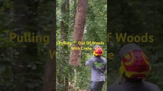 Effortless Tree Removal with Crane Assistance | Watch and Wonder | Kenny’s Tree Removal