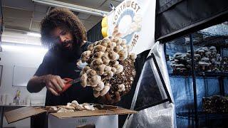 Shiitake Mushroom Harvest and Cultivation Tips | Southwest Mushrooms