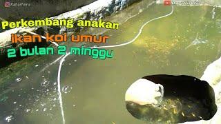 PERKEMBANGAN Anakan Koi Umur 2 Bulan 2 Minggu,Insyalla tahan penyakit [[ Update dari video sebelumny