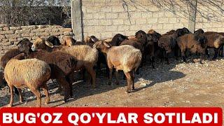 BUG'OZ QO'YLAR SOTILADI