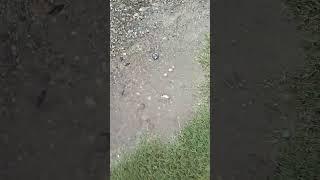 Puddle from rain#puddle#rain#dirt#sand #rocks#shorts#youtube