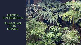 Evergreen Hardy Plants for Shade in my U.K. Tropical Style Garden.