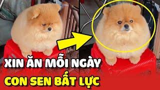 BẤT LỰC với chú chó ngày nào cũng qua tiệm Cơm Gà để XIN ĂN  | Yêu Lu