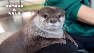 What Happens When Otters Watch Their Own Videos?