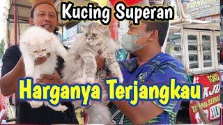 Ada Harga Ada Rupa  Ini Harga Kucing Persia Di CikarangSuper Gembul