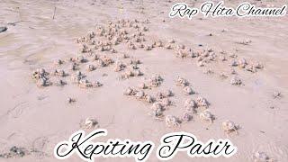 Kepiting Pasir (Ocypode kuhlii), Pantai Batu Nona, Kupang-NTT